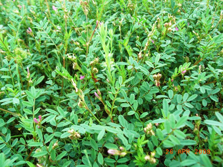 Onobrychis caput-galli / Lupinella cresta di gallo